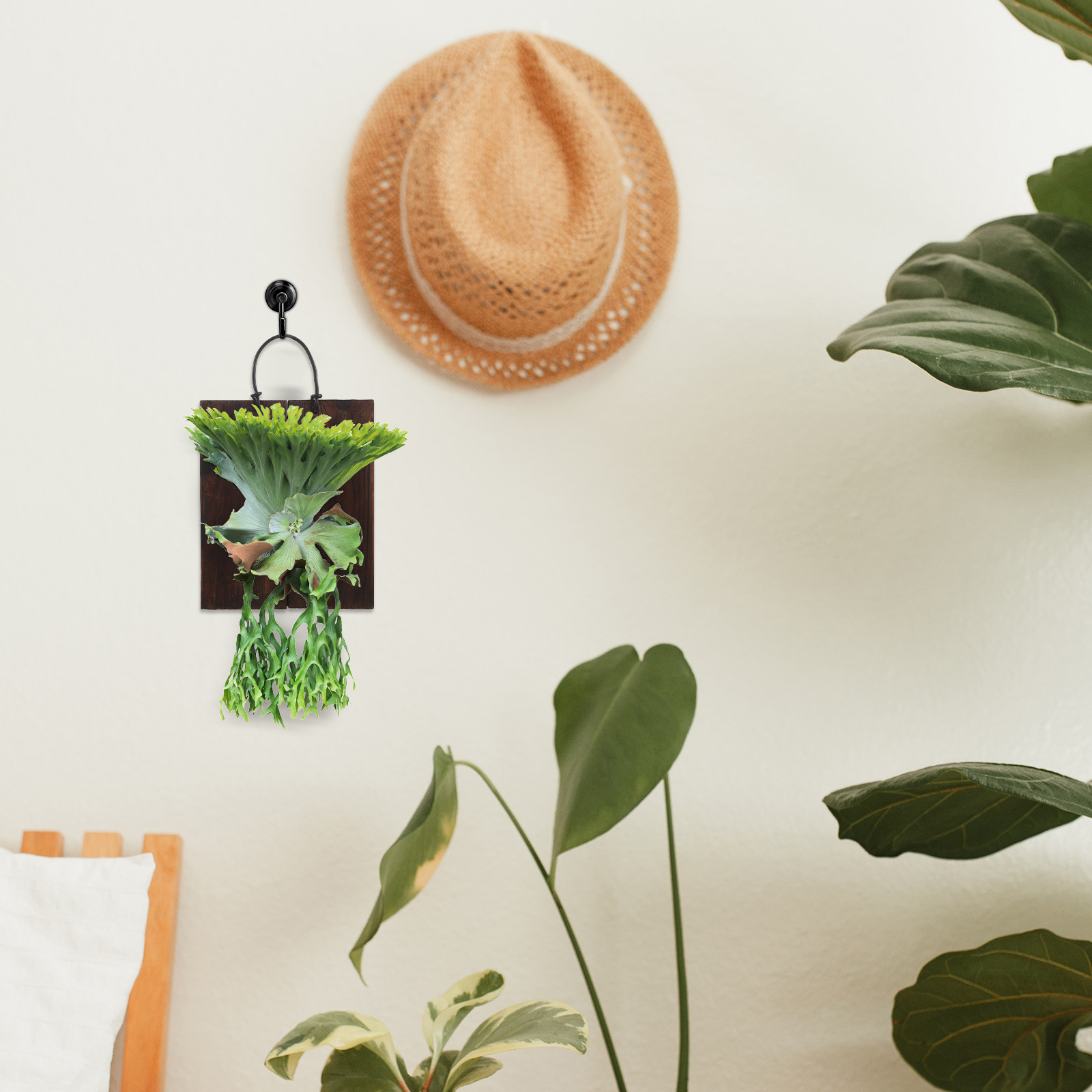 Staghorn Fern Mounting Board C - огляд і ціна Vertical Planter